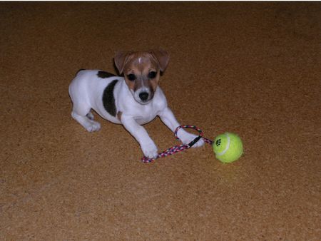 Jack-Russell-Terrier Hunde Foto 32020 in höherer Auflösung ansehen Jack-Russell-Terrier Csipi