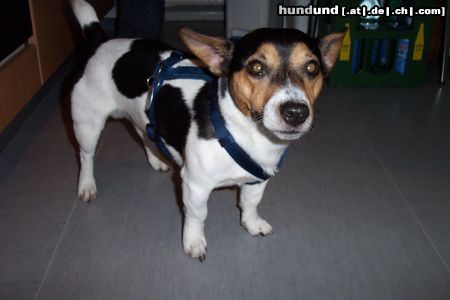 Jack-Russell-Terrier Hunde Foto 11349 Jack-Russell-Terrier Tim