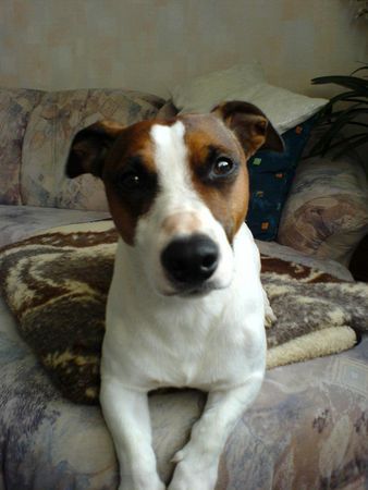 Jack-Russell-Terrier Hunde Foto 31582 in höherer Auflösung ansehen Jack-Russell-Terrier hallo ich bin der Sparky