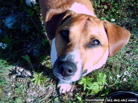 Jack-Russell-Terrier Hunde Foto 25910 in höherer Auflösung ansehen Jack-Russell-Terrier Moritz, 3 Jahre alt