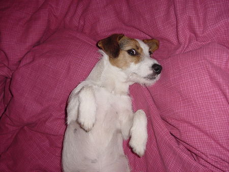 Jack-Russell-Terrier guten morgen!