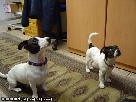 Jack-Russell-Terrier Hunde Foto 8433 Jack-Russell-Terrier Tiger und Julie