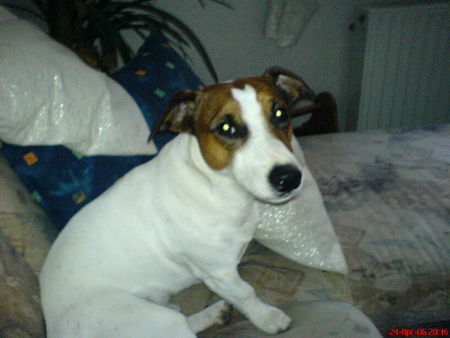 Jack-Russell-Terrier Hunde Foto 31583 in höherer Auflösung ansehen Jack-Russell-Terrier