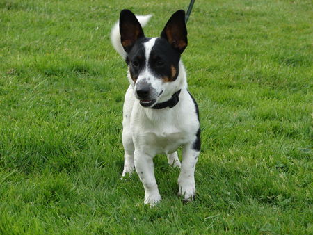 Jack-Russell-Terrier Hunde Foto 33943 in höherer Auflösung ansehen Jack-Russell-Terrier Spike mit 8 Monaten