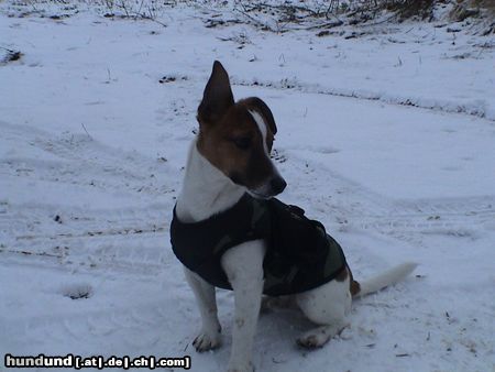 Jack-Russell-Terrier Hunde Foto 18008 in höherer Auflösung ansehen Jack-Russell-Terrier Nico im Wintermantel