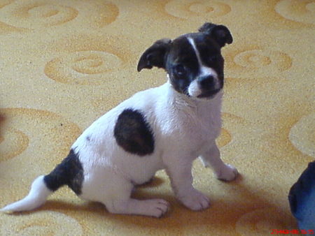 Jack-Russell-Terrier Hunde Foto 30401 in höherer Auflösung ansehen Jack-Russell-Terrier Unser Jack