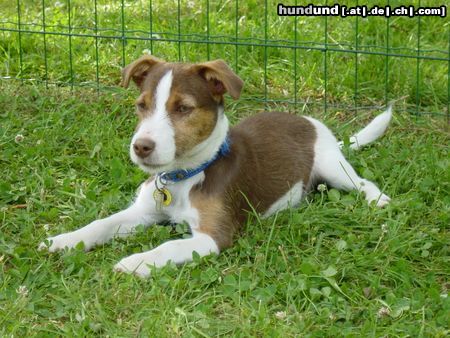 Jack-Russell-Terrier Hunde Foto 16258 in höherer Auflösung ansehen Jack-Russell-Terrier Jacky 2