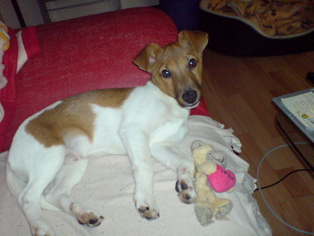 Jack-Russell-Terrier Hunde Foto 40379 in höherer Auflösung ansehen Jack-Russell-Terrier Sky in bequemer Pose