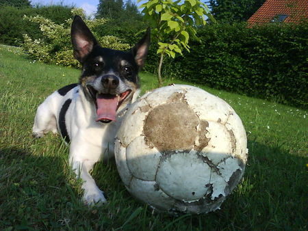 Jack-Russell-Terrier mein süßer Casper