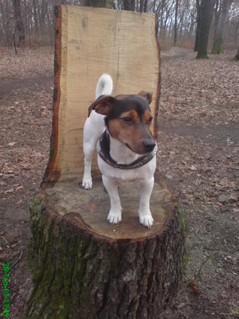 Jack-Russell-Terrier Hunde Foto 41608 in höherer Auflösung ansehen Jack-Russell-Terrier Nico im Wald
