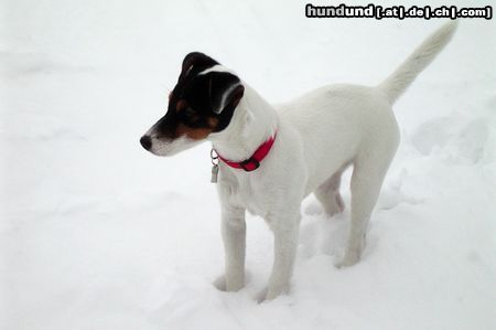 Jack-Russell-Terrier Hunde Foto 18360 Jack-Russell-Terrier Polly im Schnee