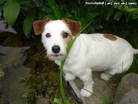 Jack-Russell-Terrier akira