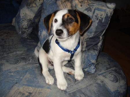 Jack-Russell-Terrier Lupo 10 Wochen alt