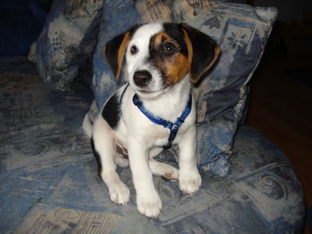 Jack-Russell-Terrier Hunde Foto 42592 in höherer Auflösung ansehen Jack-Russell-Terrier Lupo 10 Wochen alt