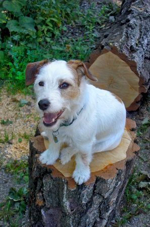 Jack-Russell-Terrier Hunde Foto 41247 in höherer Auflösung ansehen Jack-Russell-Terrier Akira