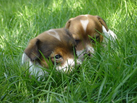 Jack-Russell-Terrier Hunde Foto 32953 in höherer Auflösung ansehen Jack-Russell-Terrier Jaqueline & Bärbel 7wochen alt