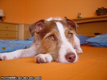 Jack-Russell-Terrier Hunde Foto 16257 in höherer Auflösung ansehen Jack-Russell-Terrier Jacky
