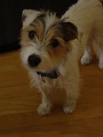 Jack-Russell-Terrier Hunde Foto 29183 in höherer Auflösung ansehen Jack-Russell-Terrier Guten Tag hier bin ich :-).