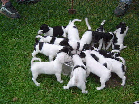 Jack-Russell-Terrier Hunde Foto 30364 in höherer Auflösung ansehen Jack-Russell-Terrier jackys unter sich