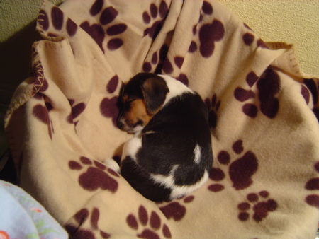 Jack-Russell-Terrier Hunde Foto 30345 in höherer Auflösung ansehen Jack-Russell-Terrier Merlins erste Nacht im neuen zuhause