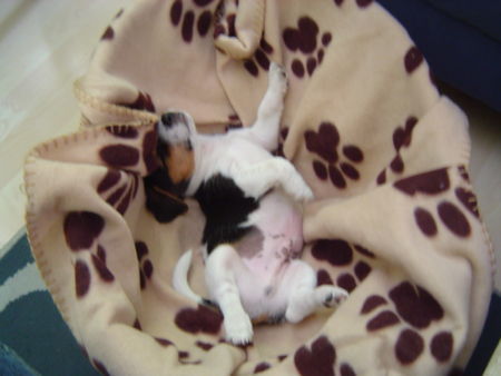 Jack-Russell-Terrier Hunde Foto 30346 in höherer Auflösung ansehen Jack-Russell-Terrier Merlins erste Nacht im neuen zuhause