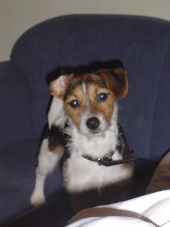 Jack-Russell-Terrier Hunde Foto 30344 in höherer Auflösung ansehen Jack-Russell-Terrier Merlin