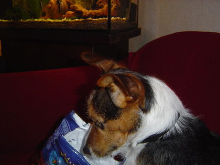 Jack-Russell-Terrier Hunde Foto 30361 in höherer Auflösung ansehen Jack-Russell-Terrier Kekse!