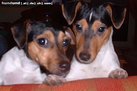 Jack-Russell-Terrier  Kira und Aika