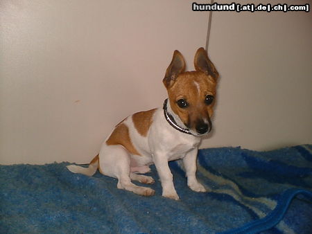 Jack-Russell-Terrier Hunde Foto 25652 in höherer Auflösung ansehen Jack-Russell-Terrier Hallo, ich bin der Rocky und 18 Wochen alt