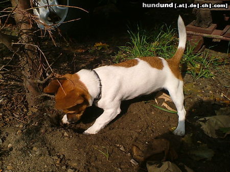 Jack-Russell-Terrier Hunde Foto 25653 in höherer Auflösung ansehen Jack-Russell-Terrier Hallo, hier Rocky gleich hab ich die Maus