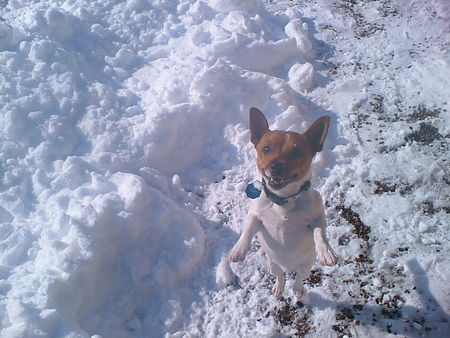 Jack-Russell-Terrier Hunde Foto 30099 in höherer Auflösung ansehen Jack-Russell-Terrier Hallo, wieder der Rocky bin jetzt 11 Monate alt