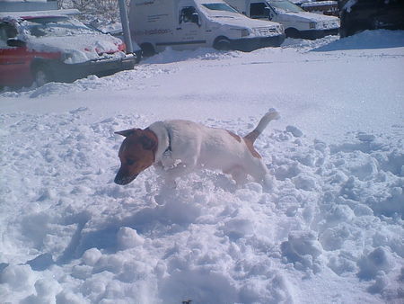 Jack-Russell-Terrier Hunde Foto 30100 in höherer Auflösung ansehen Jack-Russell-Terrier Hallo, wieder der Rocky, ab in den Schnee