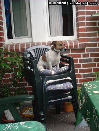 Jack-Russell-Terrier Hunde Foto 23607 in höherer Auflösung ansehen Jack-Russell-Terrier SO hoch hinaus kam ich schon!
