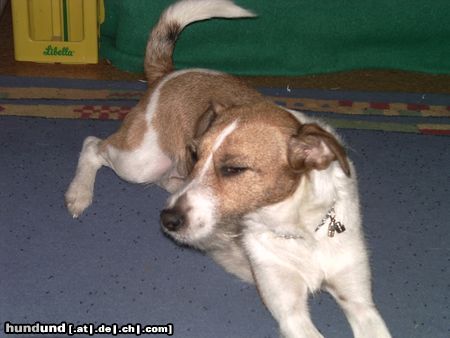 Jack-Russell-Terrier Hunde Foto 11432 Jack-Russell-Terrier
