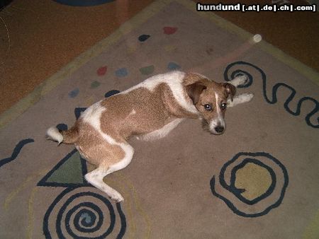 Jack-Russell-Terrier Hunde Foto 11427 Jack-Russell-Terrier