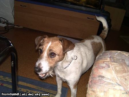 Jack-Russell-Terrier Hunde Foto 11428 Jack-Russell-Terrier