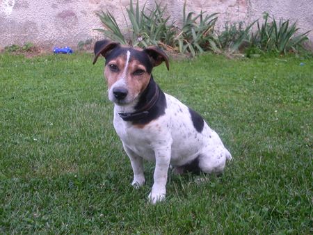 Jack-Russell-Terrier Hunde Foto 2655 Jack-Russell-Terrier