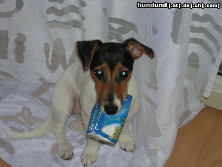 Jack-Russell-Terrier Hunde Foto 20968 in höherer Auflösung ansehen Jack-Russell-Terrier Taschentuch benötigt?