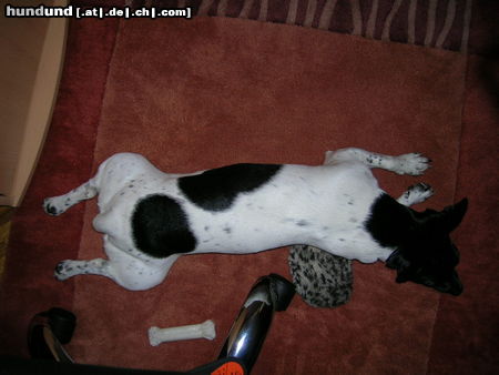 Jack-Russell-Terrier Hunde Foto 25140 in höherer Auflösung ansehen Jack-Russell-Terrier Mien süßer Buddy beim Fersehn