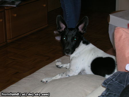 Jack-Russell-Terrier Hunde Foto 25143 in höherer Auflösung ansehen Jack-Russell-Terrier fang mich