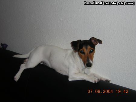 Jack-Russell-Terrier Hunde Foto 20966 in höherer Auflösung ansehen Jack-Russell-Terrier Der Chef bekommt den höchsten Platz...