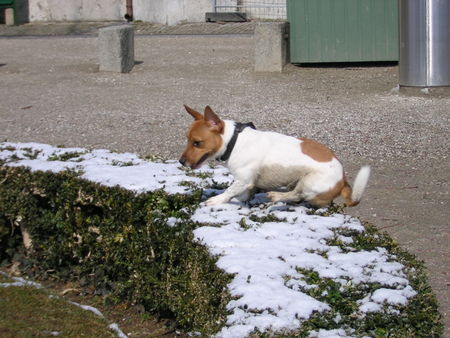 Jack-Russell-Terrier Hunde Foto 30055 in höherer Auflösung ansehen Jack-Russell-Terrier bärner