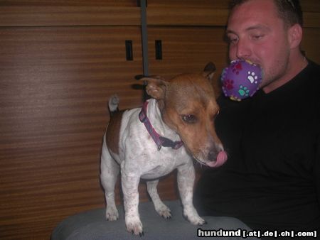 Jack-Russell-Terrier Hunde Foto 7623 Jack-Russell-Terrier Ob ihm der Ball auch schmeckt?