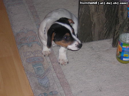 Jack-Russell-Terrier Hunde Foto 25505 in höherer Auflösung ansehen Jack-Russell-Terrier Sammy, knapp 4Monate alt!