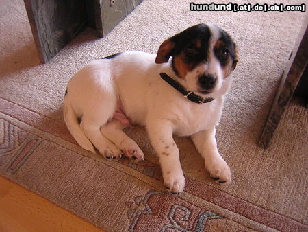 Jack-Russell-Terrier Hunde Foto 25507 in höherer Auflösung ansehen Jack-Russell-Terrier Sammy, knapp 4Monate alt!