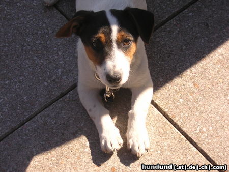 Jack-Russell-Terrier Hunde Foto 25508 in höherer Auflösung ansehen Jack-Russell-Terrier Sammy, knapp 1Jahr alt!