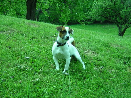 Jack-Russell-Terrier Hunde Foto 31628 in höherer Auflösung ansehen Jack-Russell-Terrier Das ist der Djuke