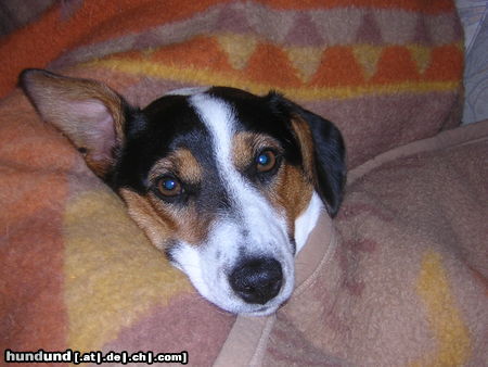Jack-Russell-Terrier Hunde Foto 25504 in höherer Auflösung ansehen Jack-Russell-Terrier Sammy, knapp 1Jahr alt!