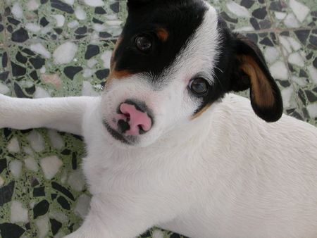 Jack-Russell-Terrier Unser 