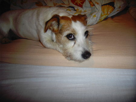 Jack-Russell-Terrier Hunde Foto 31367 in höherer Auflösung ansehen Jack-Russell-Terrier Daisy